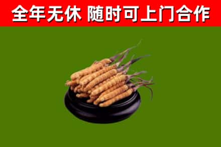安宁回收冬虫夏草